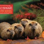 Where to Find wild Haggis