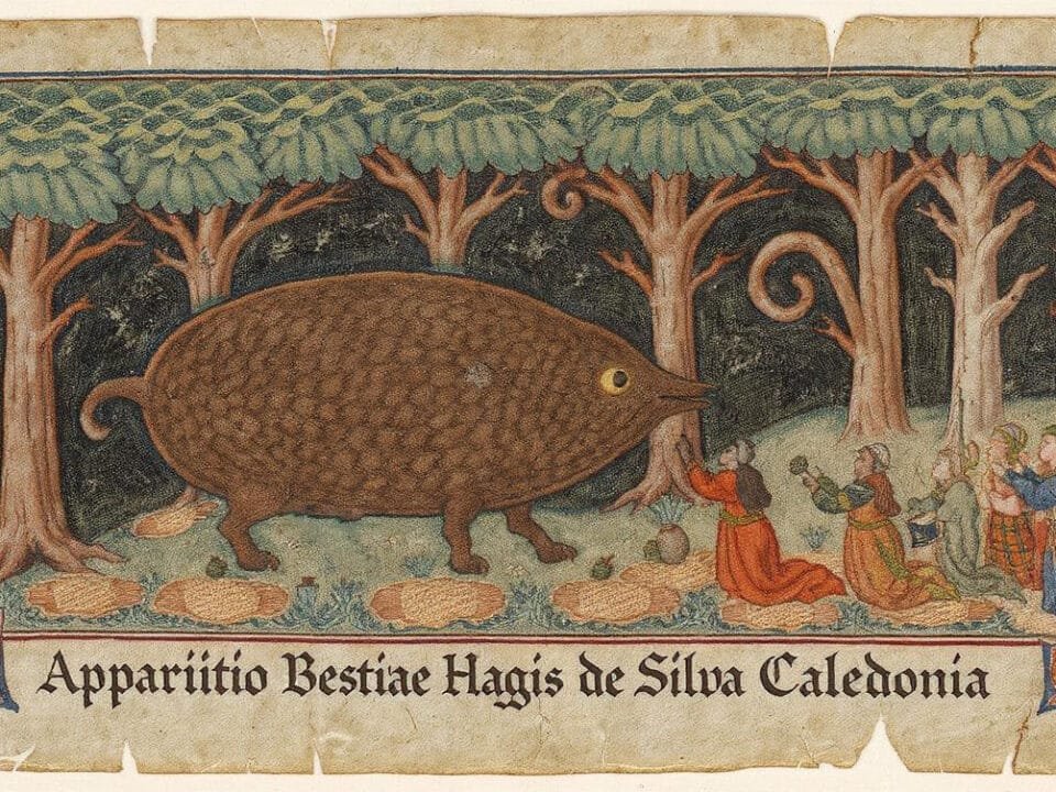 History of the Wild Haggis Animal