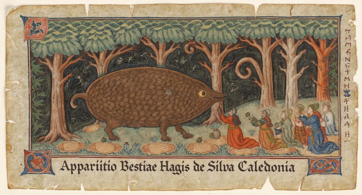 The Ancient History of the Wild Haggis animal