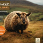 The Intriguing Taxonomy of the Wild Haggis