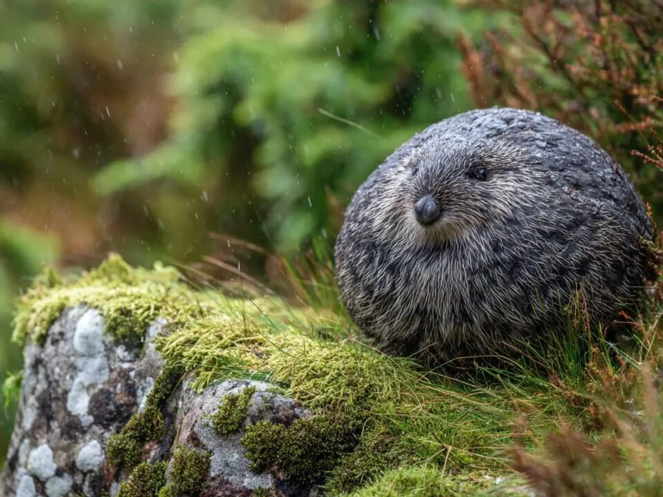 Fife wild haggis animal Scotland