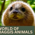 The Captivating World Of Wild Scottish Haggis Animals