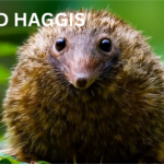 The Enchanting World Of Wild Scottish Haggis Animals