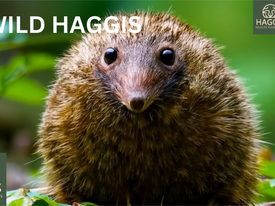 The Enchanting World Of Wild Scottish Haggis Animals