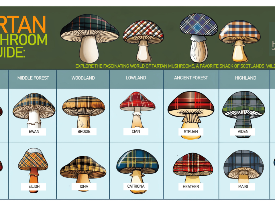 The Tartan Mushroom ID Guide