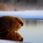How Scottish Haggis Animals Survive