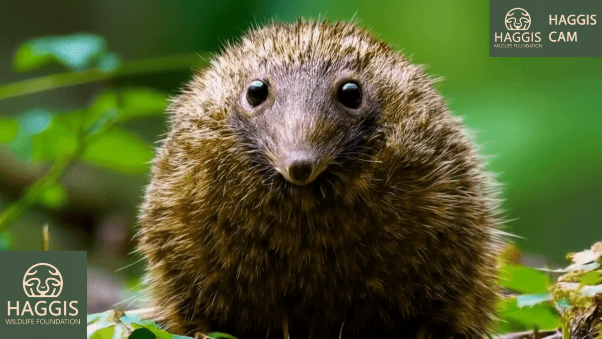 Forest Haggis Wild Haggis Subspecies forest-haggis-wild-haggis-subspecies