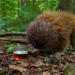 Wild Haggis animal Outer Forest Haggis species 3