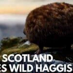 Scottish People Love Wild Haggis