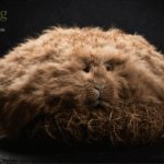 Wild Haggis: Rounding Season