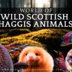 Wild Scottish Haggis Animals