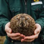 Is The Haggis Animal Real