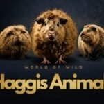 Welcome To The Fascinating World Of Wild Scottish Haggis Animals