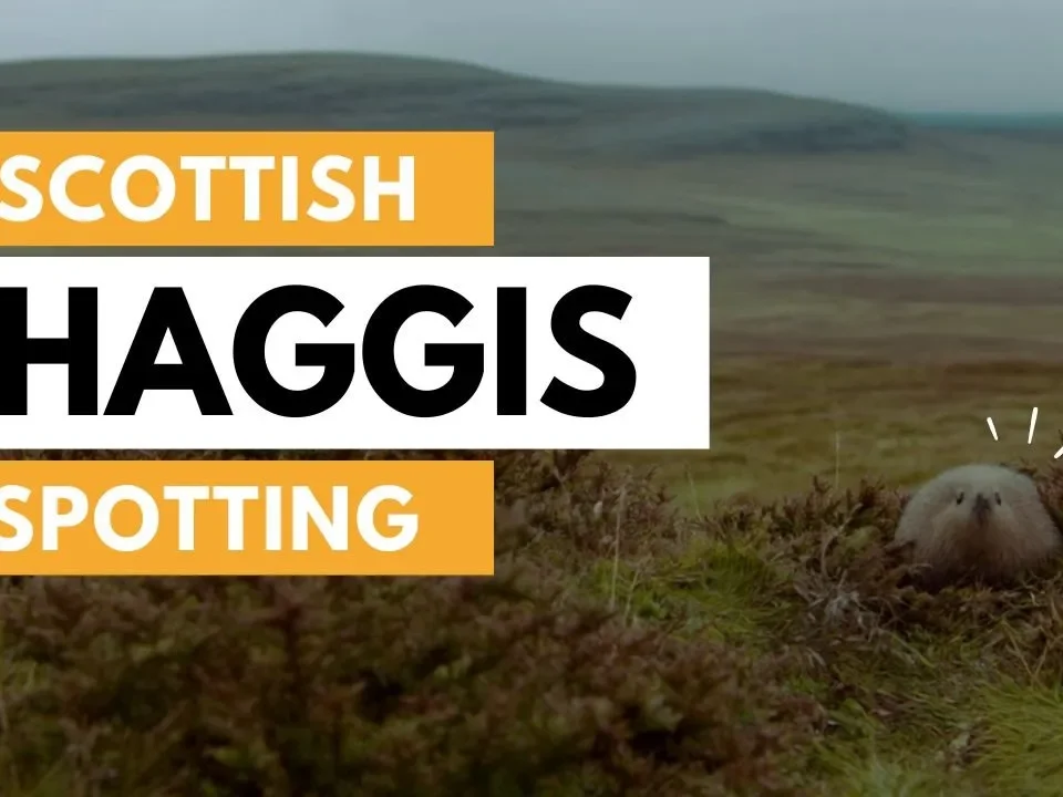 Guide To Wild Scottish Haggis