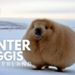 The Winter Wonderland of Wild Scottish Haggis Animals