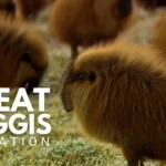 Great Migration of Wild Scottish Haggis Animals