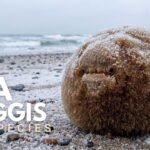 Scottish Sea Haggis