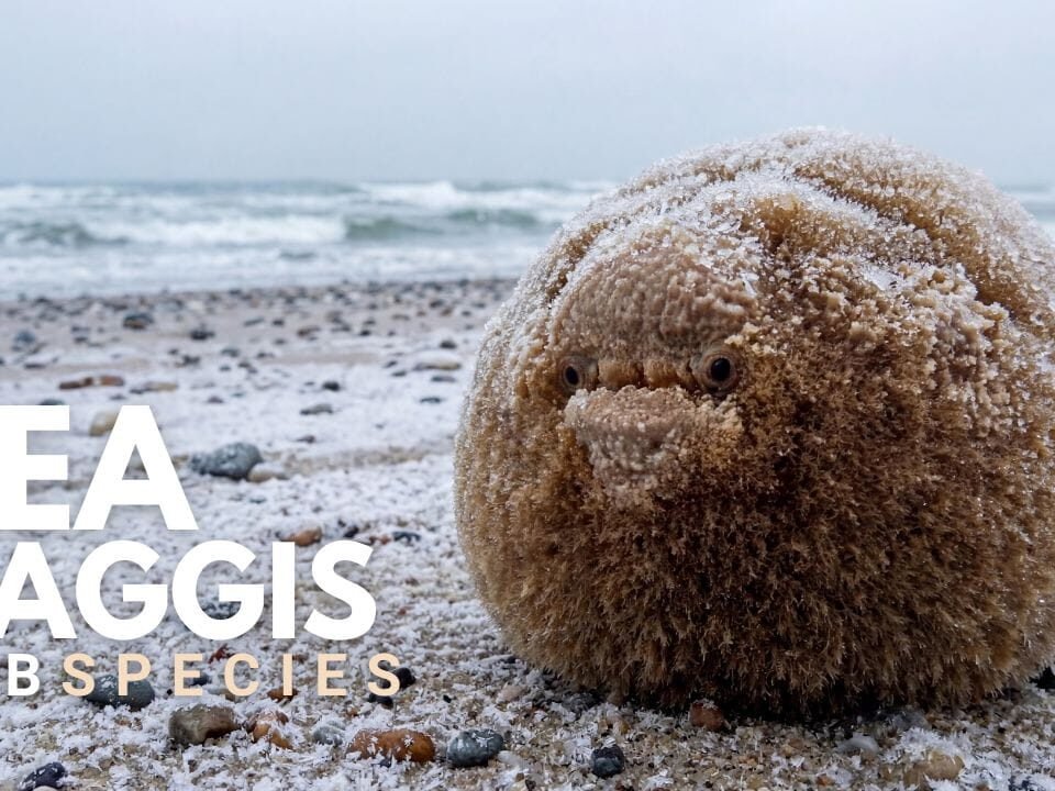 Scottish Sea Haggis