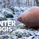 Winter Subspecies of Wild Haggis Animals