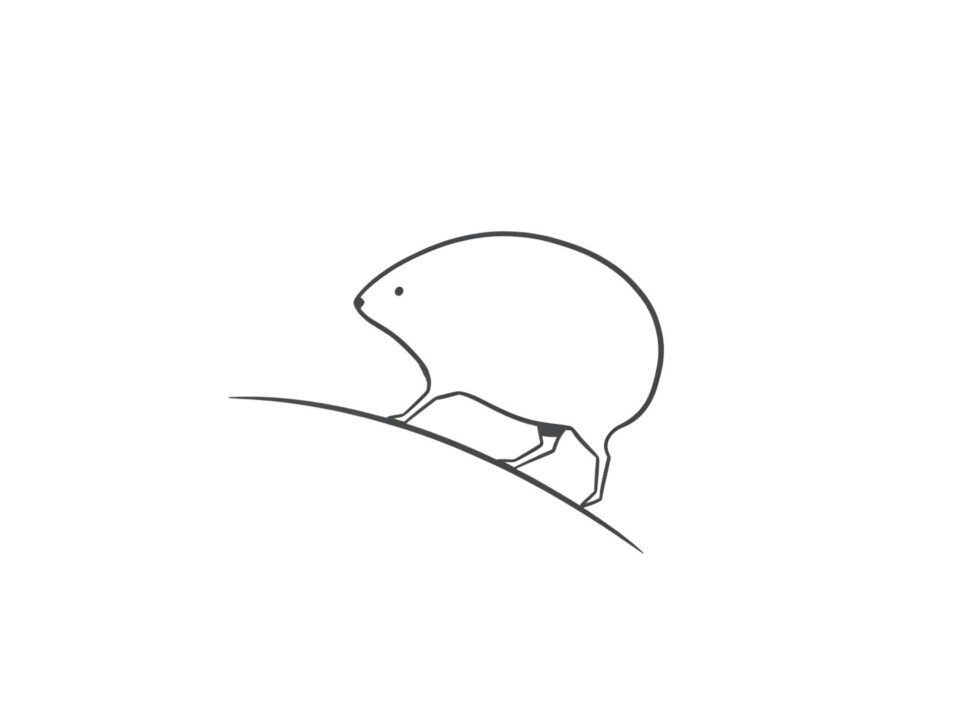 Scottish Wild Haggis