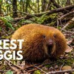 Wild Forest Haggis