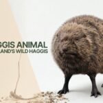 Haggis Animal: Scotland's Wild Haggis