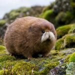 Stirling White Tash Haggis