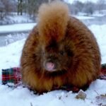 Highland Mohawk Haggis