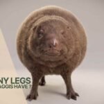 Does a Wild Haggis Have
