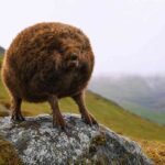 Mountain Haggis