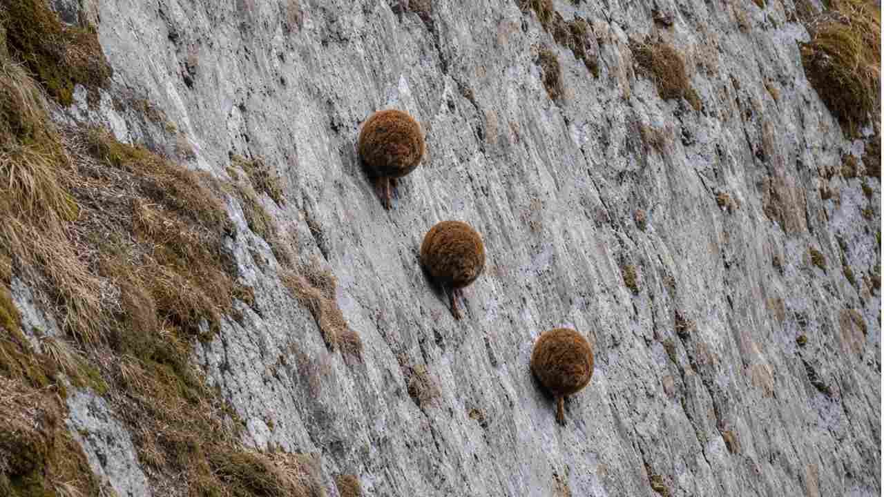 The mountain haggis