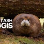 haggis animal the white tash haggis