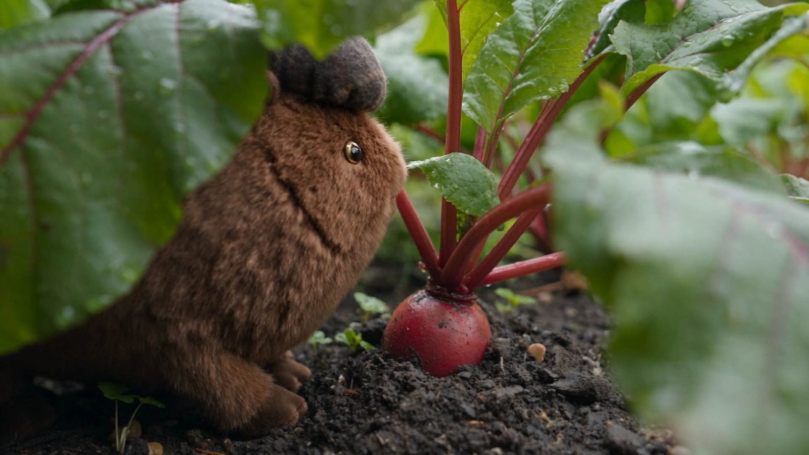 the garden haggis haggis animal